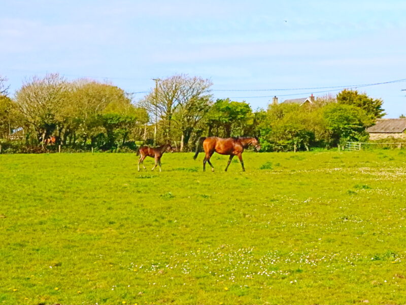 1 bedroom Self catering house - Hook Cottage