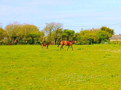 2 Bedroom Self-catering House - Inish Cottage